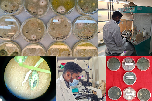Plant Protection Department – ( Pathology Lab )