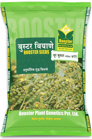 Toor-Booster-BDN-711-White - High-Quality Toor Seeds by Booster Paris